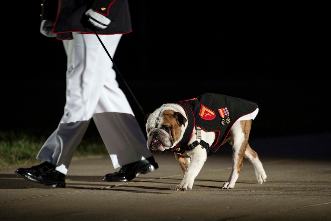 A bulldog wearing a Marine Corps jacket walks on a leash next to a Marine.