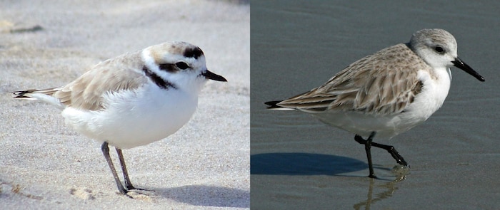 Snowy Plover vs Sanderling