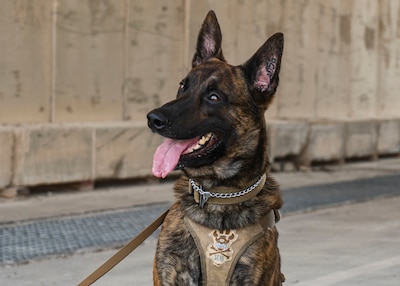 AAslan, 379th Expeditionary Security Forces Squadron military working dog (MWD), awaits a command from his handler at Al Udeid Air Base, Qatar, July 2, 2020. MWDs are trained to detect harmful materials to keep military installations, assets and personnel safe. (U.S. Air Force photo by Senior Airman Olivia Grooms)