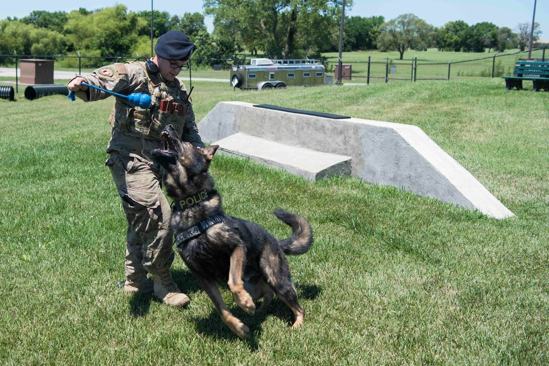 An airman holds up a toy while a military working dog jumps for it.