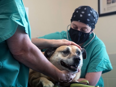 Vet checks out dog's breathing.