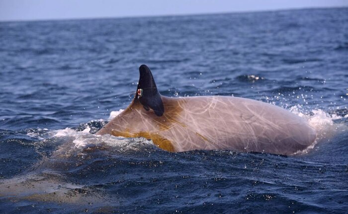 An adult male Cuvier's beaked whale is tagged with a satellite-linked dive recording tag in the Virginia Capes operating area while a research team from Duke University and Southall Environmental Associates track two separate groups of beaked and pilot whales.