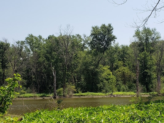 The Rivers Project Office in West Alton, Mo., is conducting its first timber sale and harvest in order to promote the establishment of early successional floodplain forest along the Mississippi River. The objective of this project is to improve forest health and enhance habitat for a variety of wildlife. Bids are now open to the public.