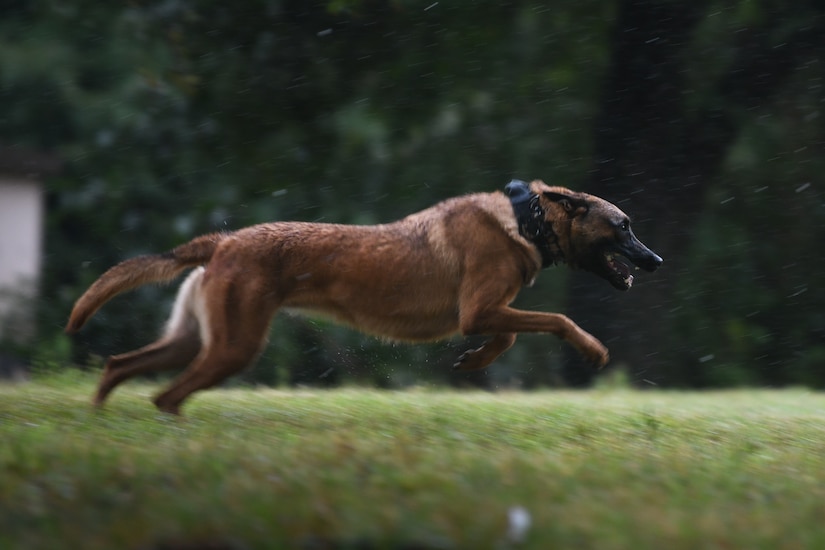 IImra, military working dog , runs through a field to attack a simulated aggressor during a MWD competition on Joint Base Andrews, Md., July 24, 2020.