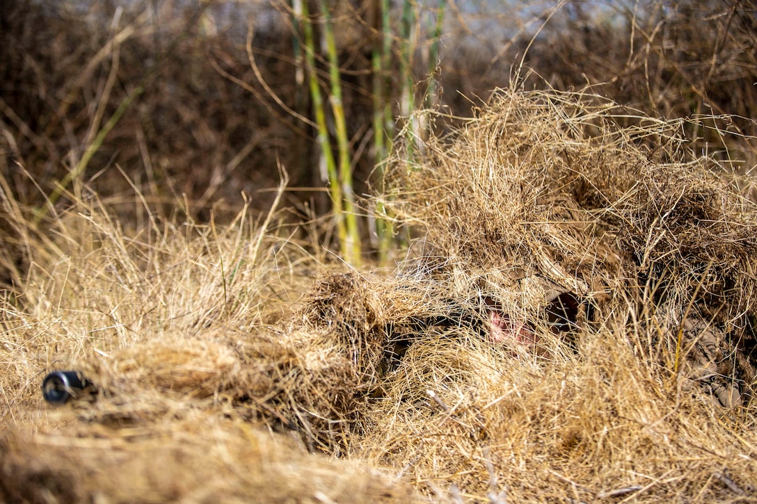 A Marine conceals himself in dry brush.