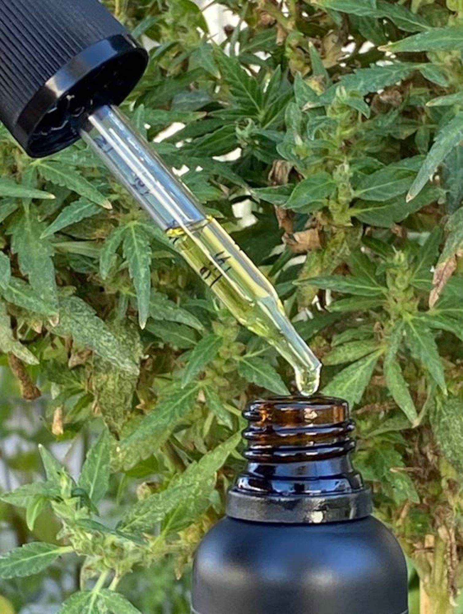 CBD oil is derived from the Cannabis sativa (hemp/marijuana) plant. The Department of Defense has a zero-tolerance policy on the use of all CBD products by Airmen/Defense Department employees. (U.S. Air Force photo by Linda Welz)