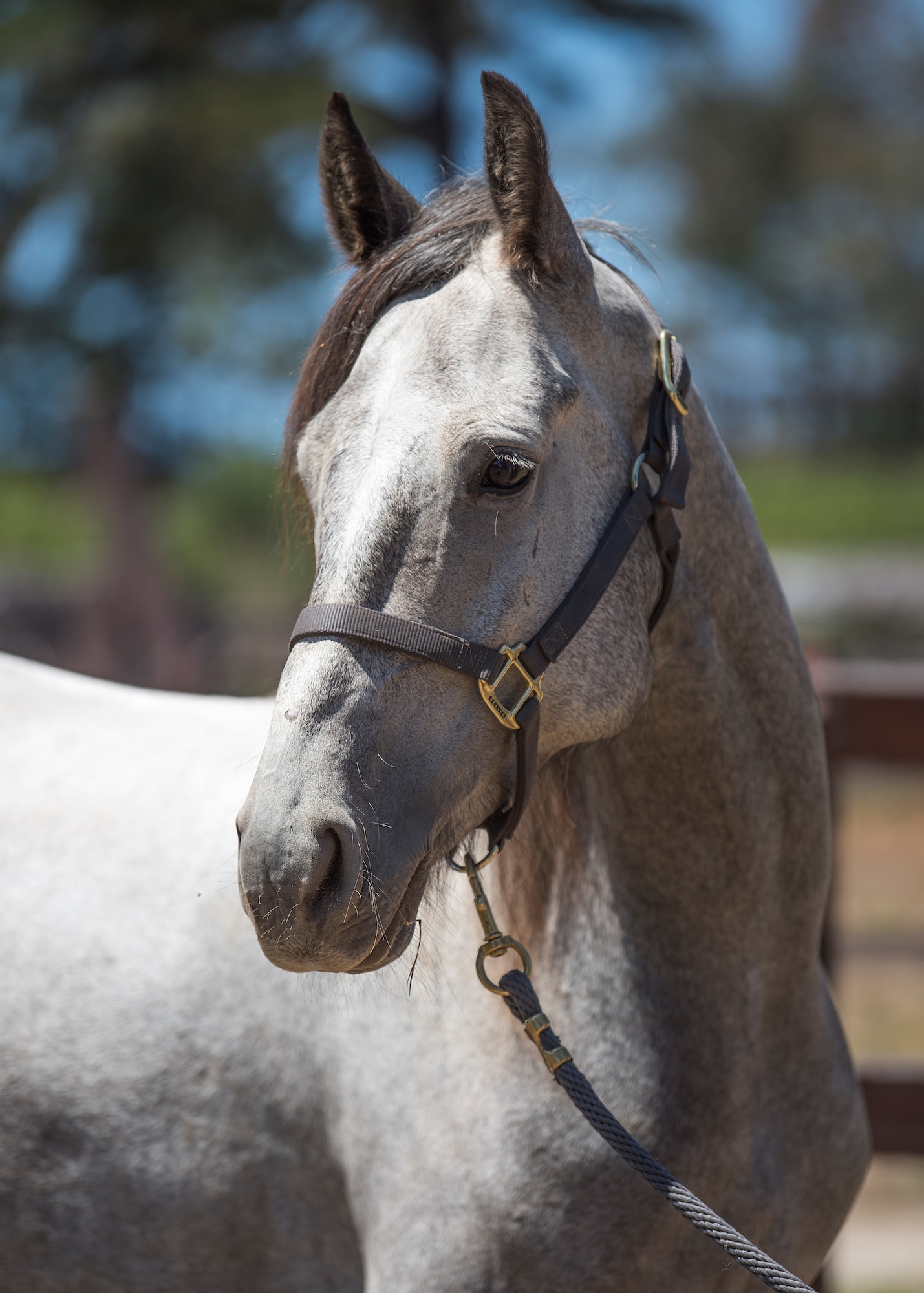 Military Working Horse Ghost, 30th Security Forces Squadron MWH, poses for a photo July 31, 2020 at Vandenberg Air Force Base, Calif. Ghost is a five year old Bureau of Land Management Mustang, and is the newest addition to the MWH program. (U.S. Air Force photo by Senior Airman Hanah Abercrombie)