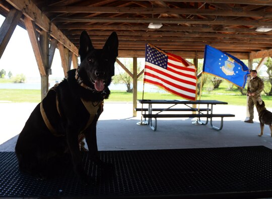 Dog in front of flags