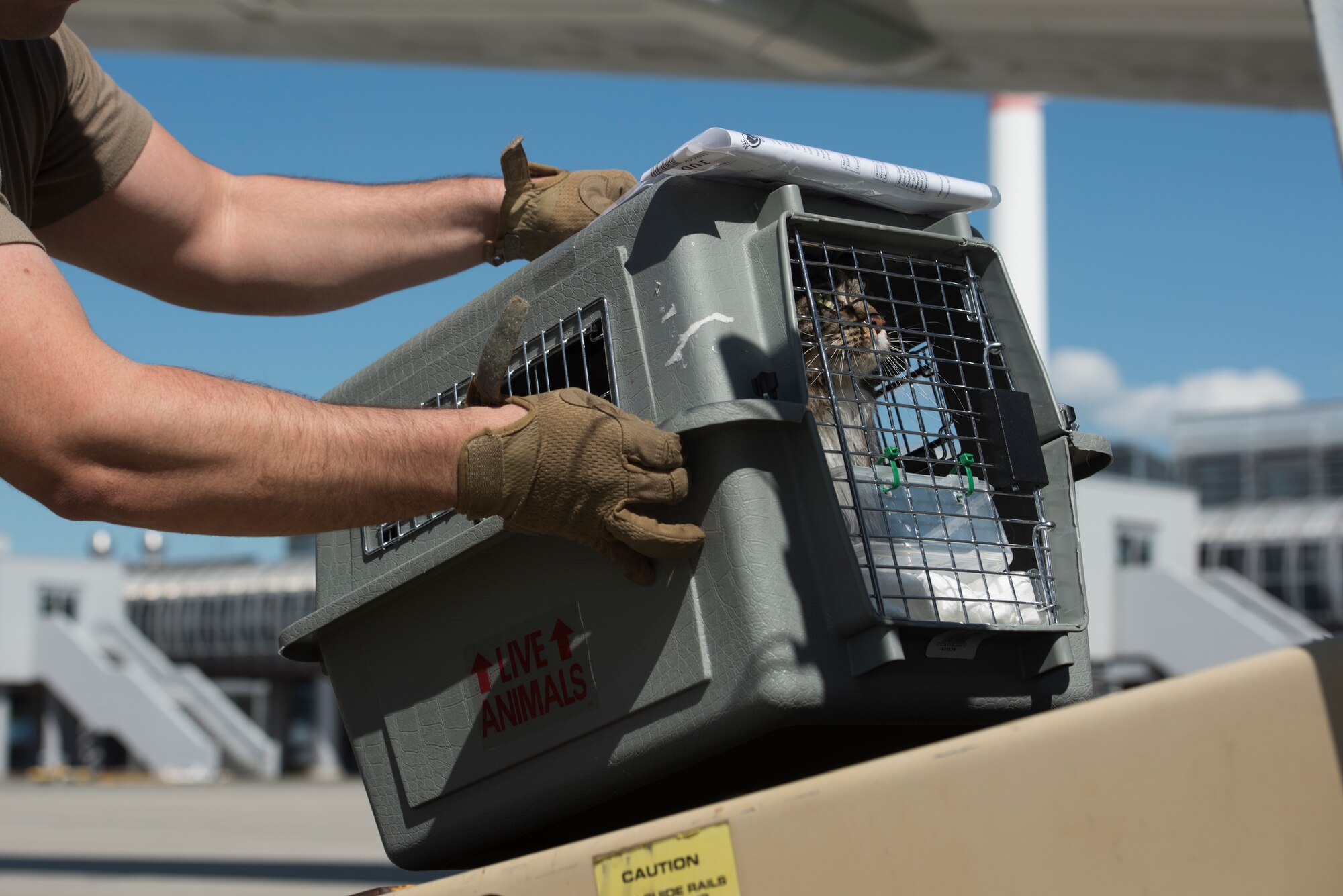 A photo of an Airmen placing a cat on a conveyor belt.
