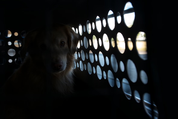 Photo of a dog sitting in its kennel.