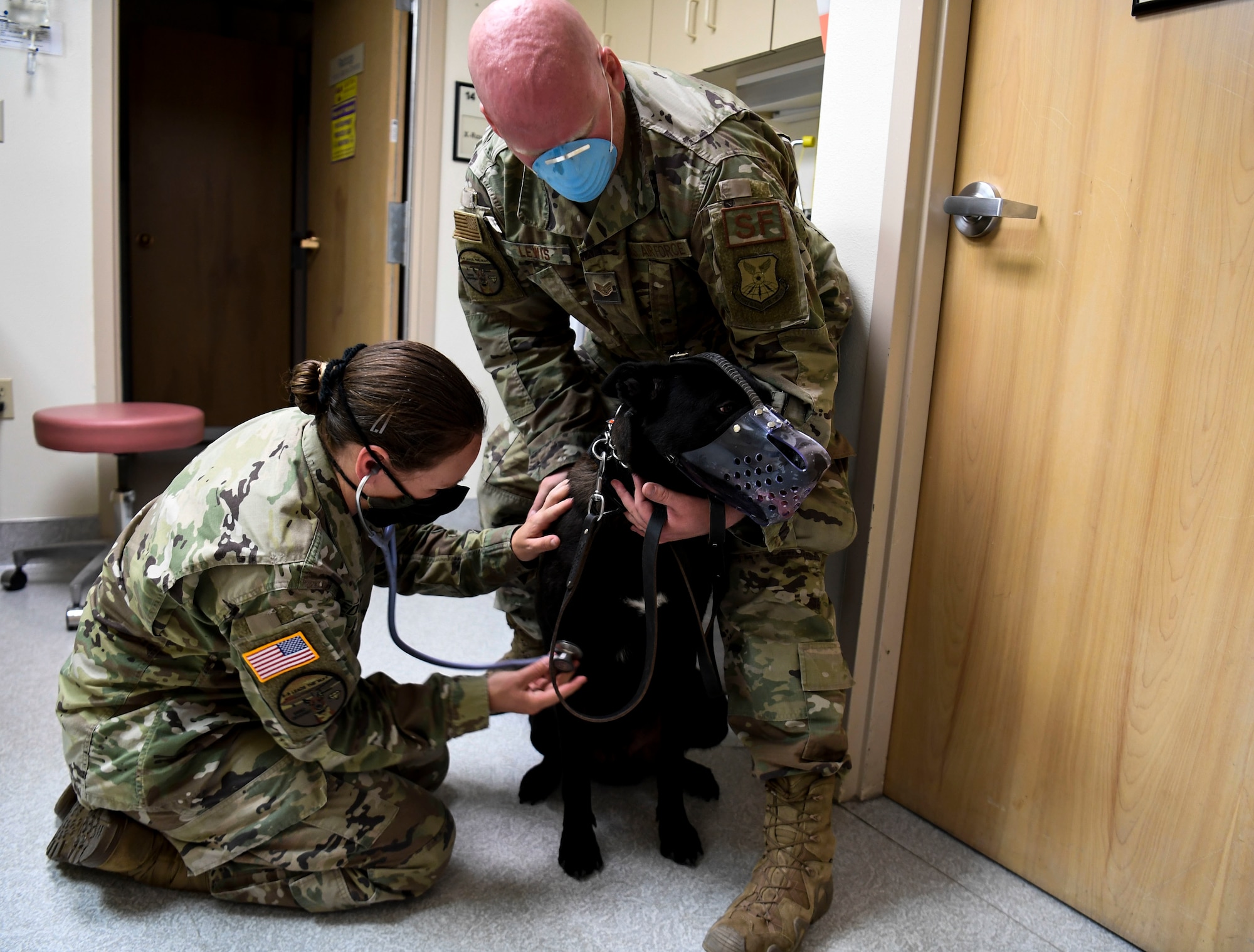 Veterinarian checks up on a dog