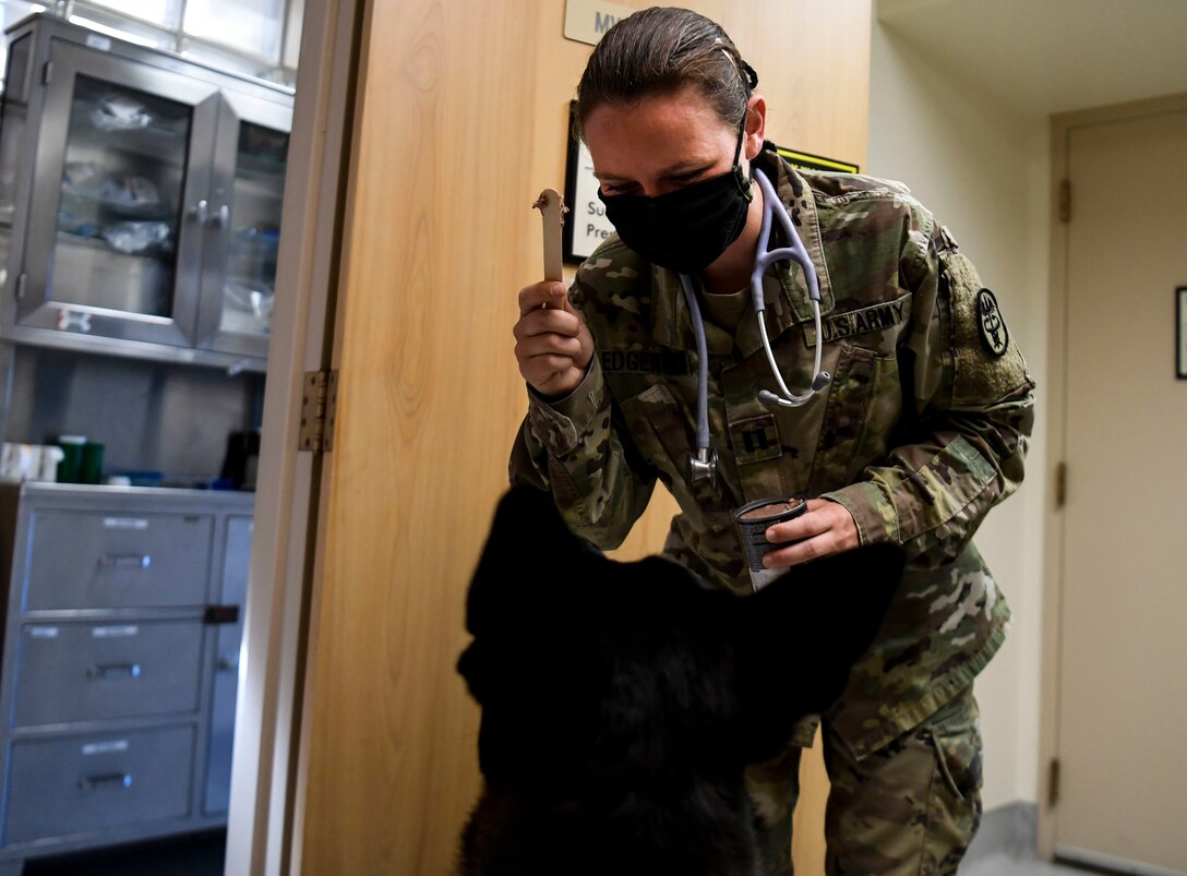 Veterinarian checks up on a dog
