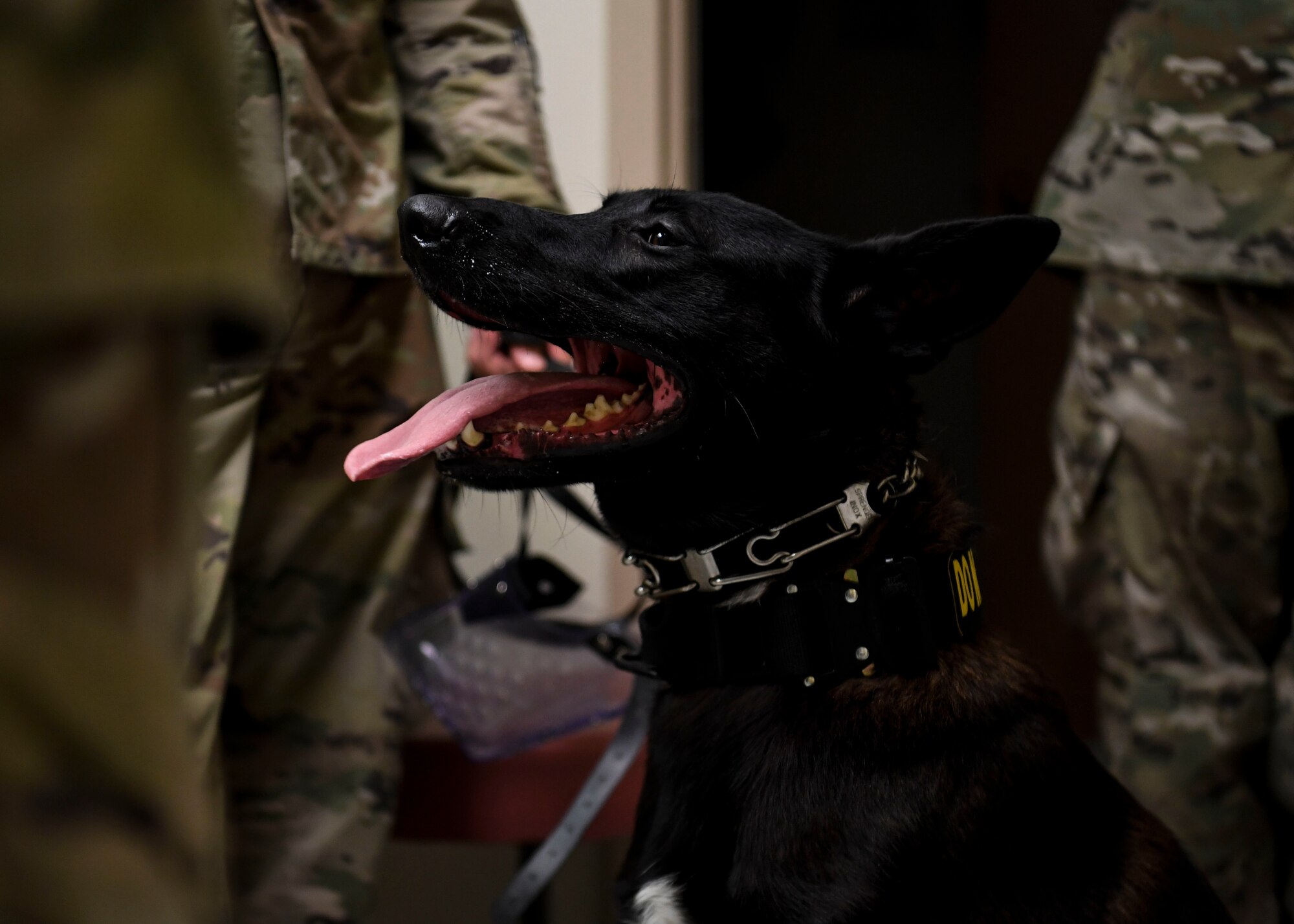 A dog is sits by his handler