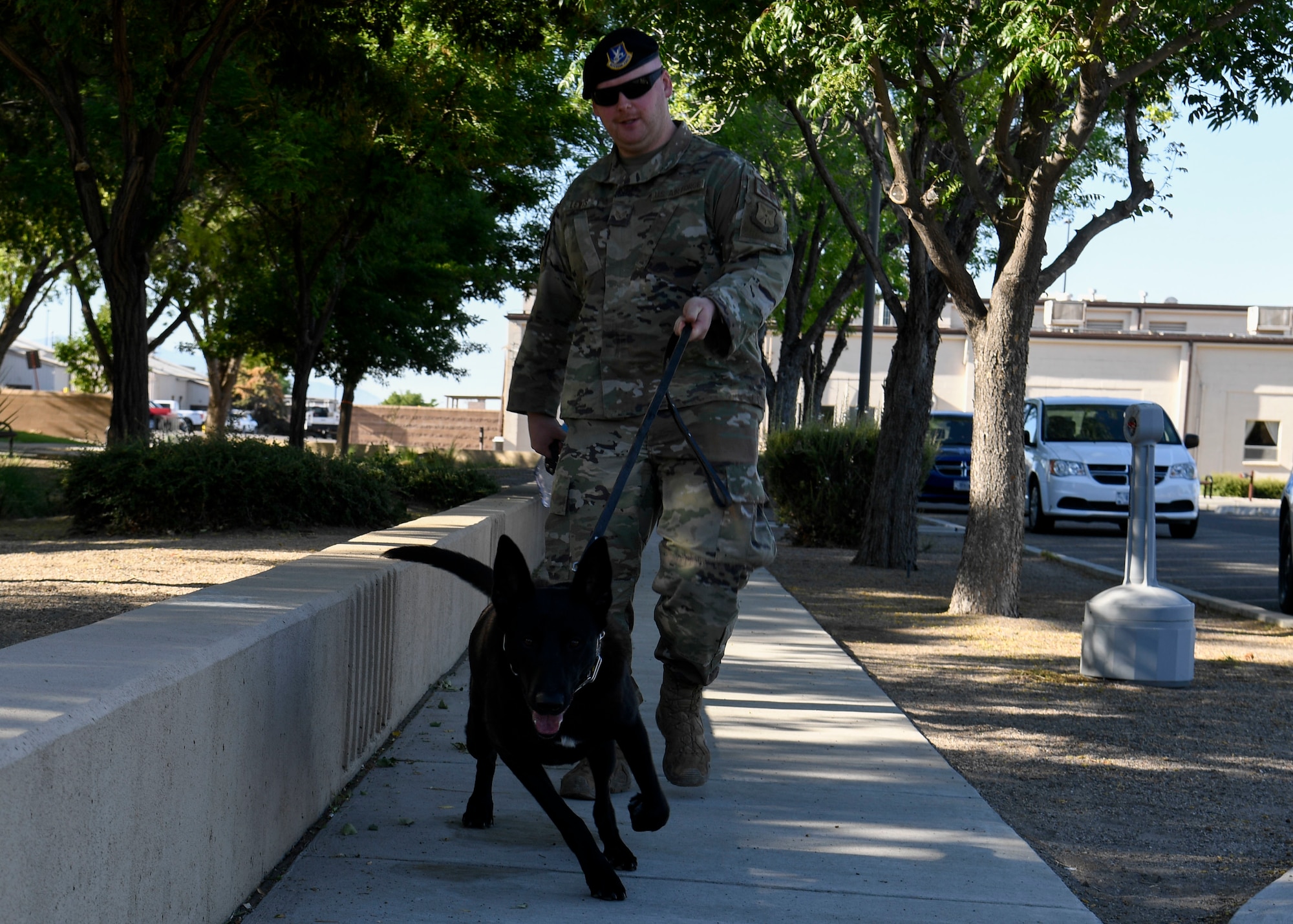 A dog walks with his handler
