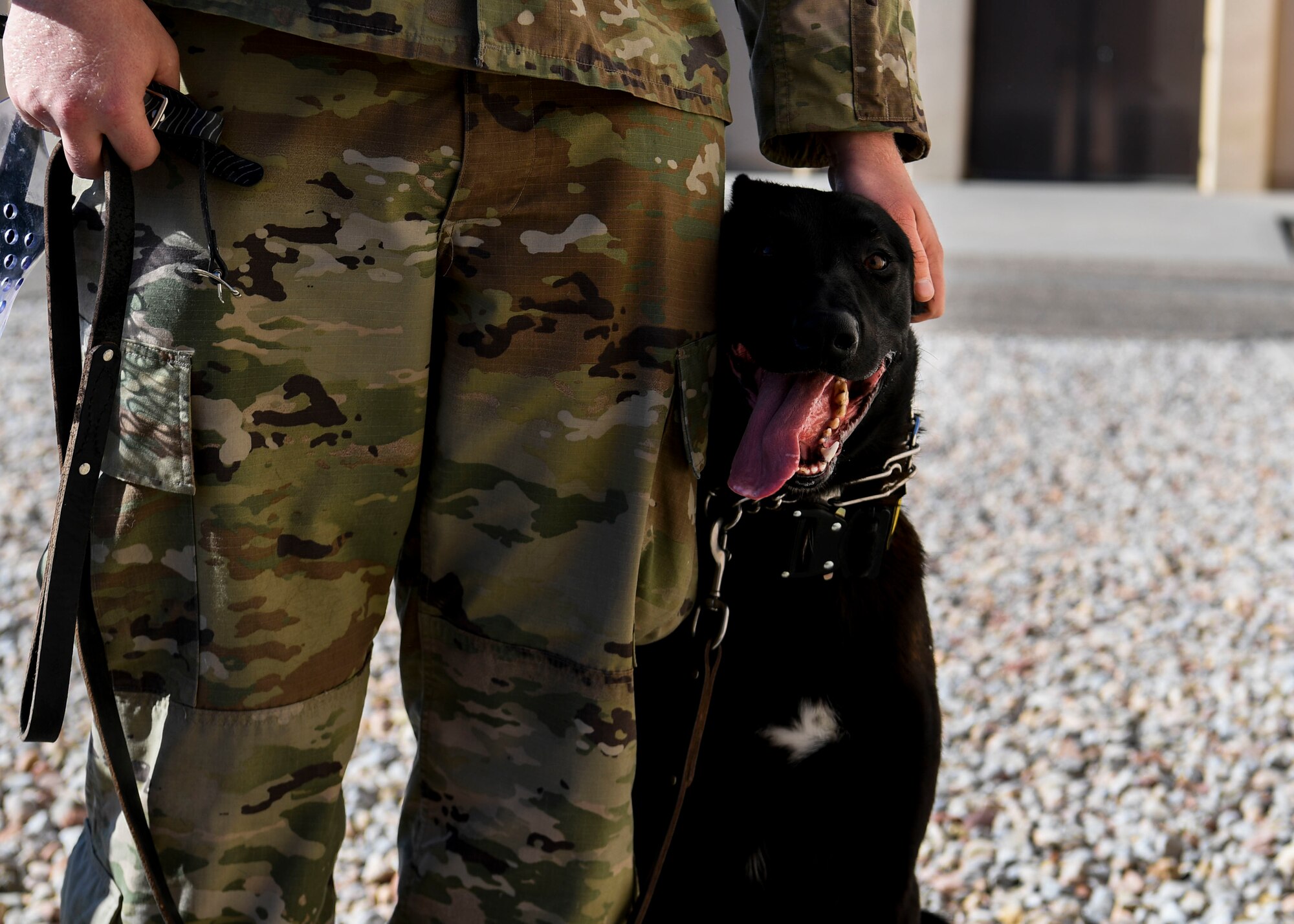 A handler pets his dog.