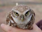 When badgers stopped making tunnels used as nests by burrowing owls at Camp Umatilla, Oregon, in 2008, Don Gillis, the natural resource manager at the Umatilla Chemical Depot, stepped in to help. Twelve years later, the owls are thriving and sharing Camp Umatilla with the National Guard.