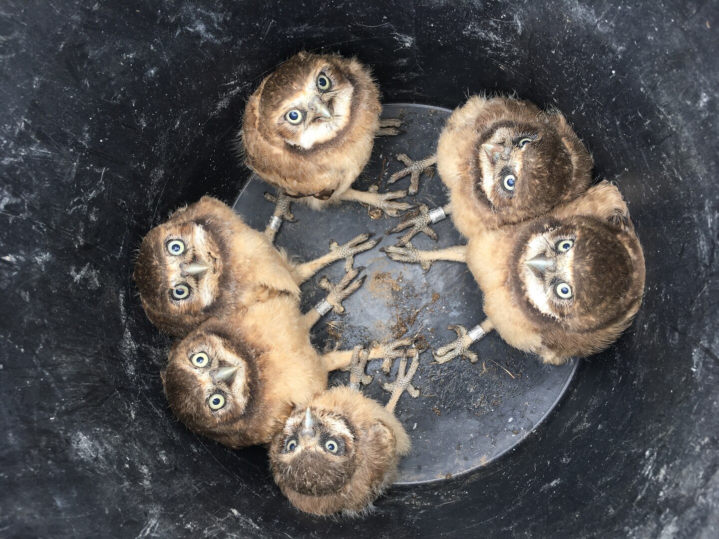 Burrowing owls at Camp Umatilla, Oregon, used by the National Guard for training.