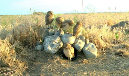 Burrowing owls outside a nest at Camp Umatilla, Oregon, which is used by the National Guard for training.