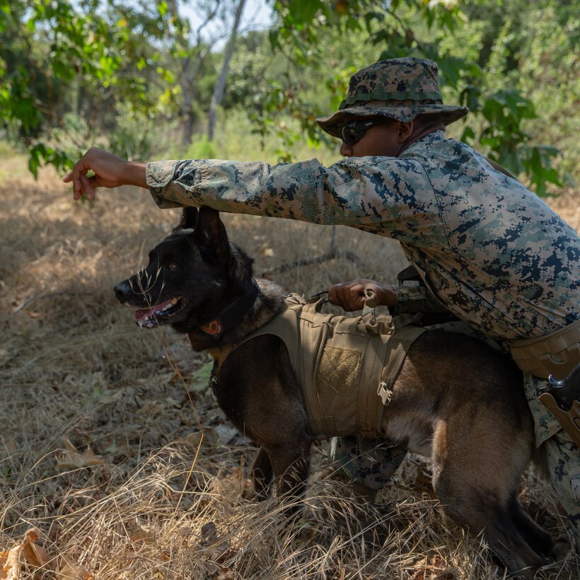 U.S. Marine Corps Cpl. Tyrell Bluto, a military working dog handler with Battalion Landing Team 1/4, 15th Marine Expeditionary Unit, and military working dog, Nero, track a simulated suspect at Marine Corps Base Camp Pendleton, California, June 3, 2020.