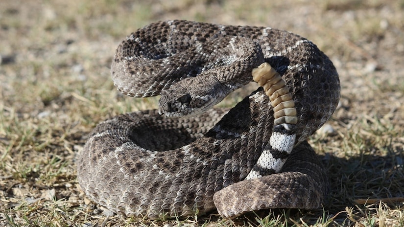 Safety Around Venomous Snakes Of Texas > U.S. Army Corps of Engineers ...