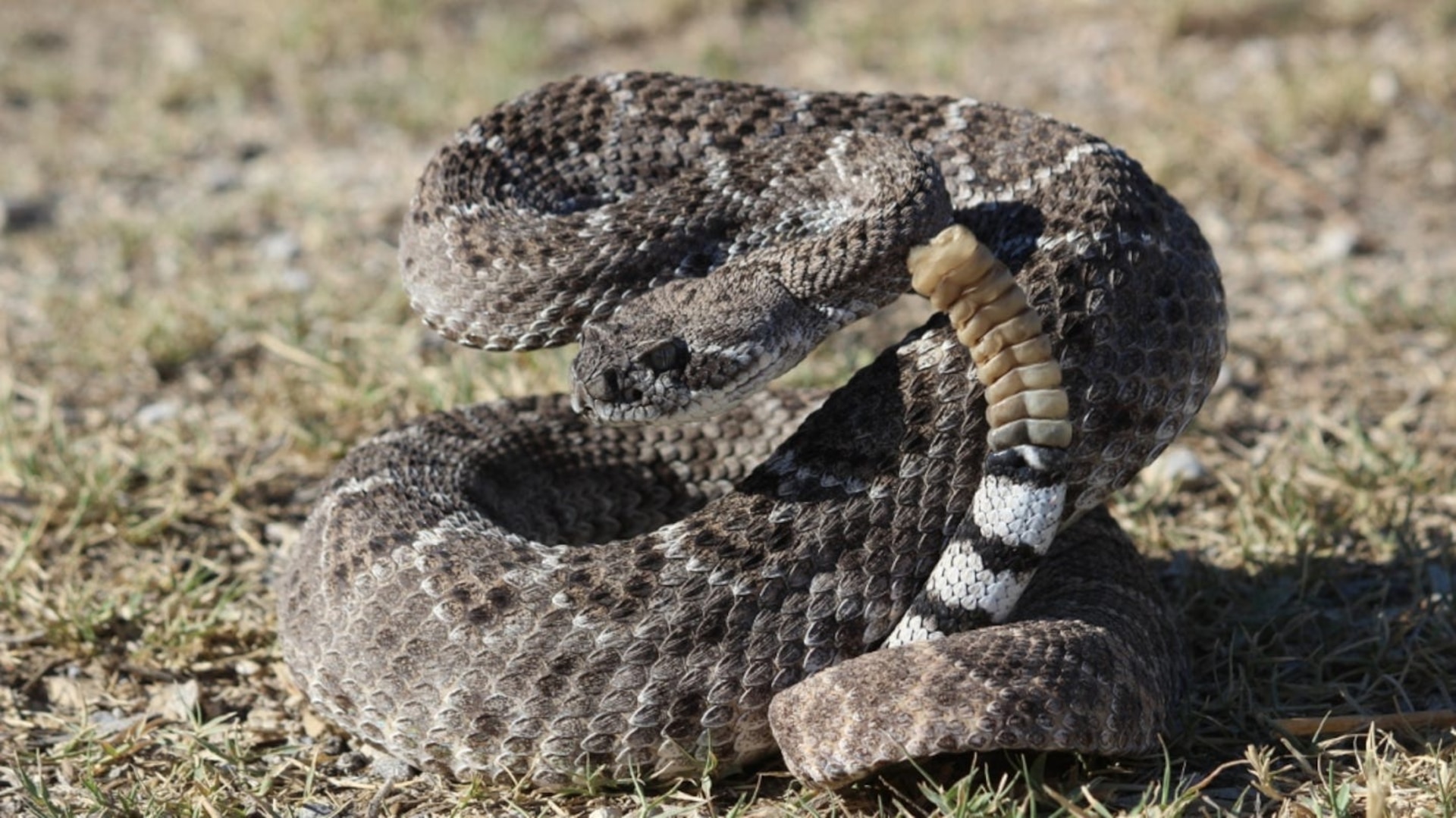 Safety Around Venomous Snakes Of Texas Washington Headquarters
