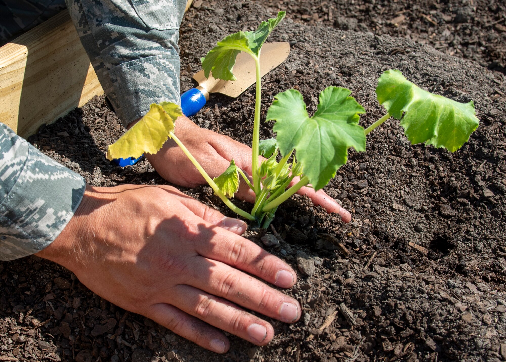 Airman Joseph Besko, 4th Component Maintenance Squadron avionics technician plants squash at the Dorm Community Garden at Seymour Johnson Air Force Base, North Carolina, June 8, 2020.