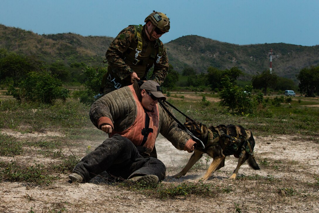 A military working dog attacks a simulated hostile following a parachute insert onto Hat Yao Beach, Kingdom of Thailand, March 1.