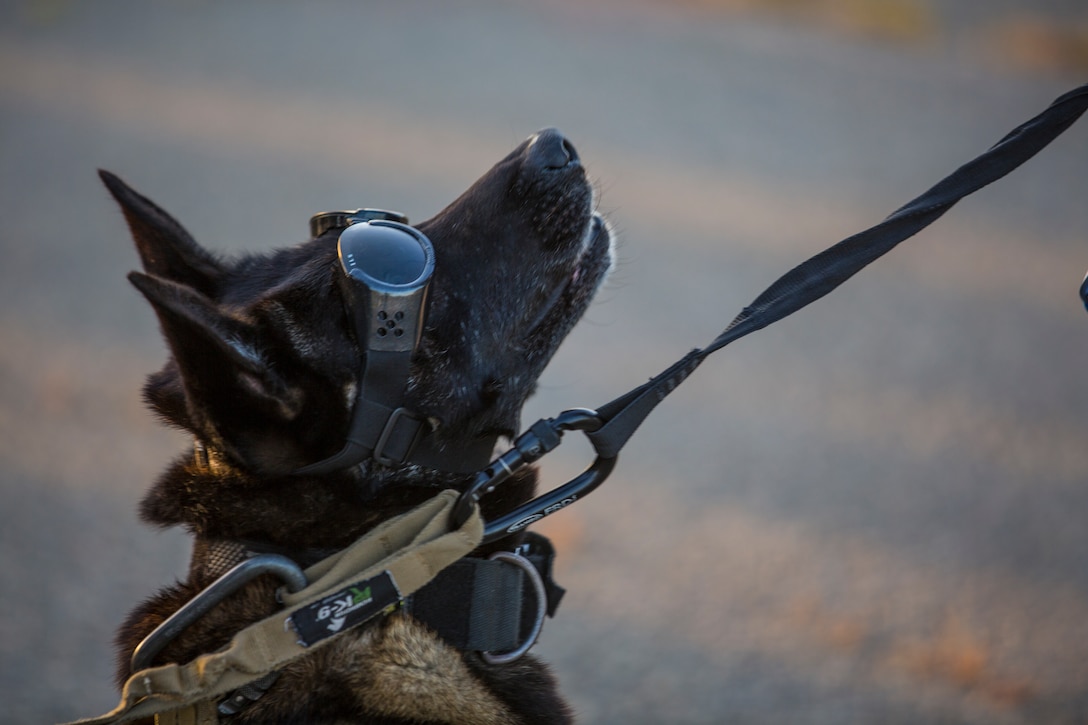 A U.S. military working dog waits to board a UH-1Y Venom during a Ground Interoperability Course at Marine Corps Base Camp Pendleton, Calif., April 28.