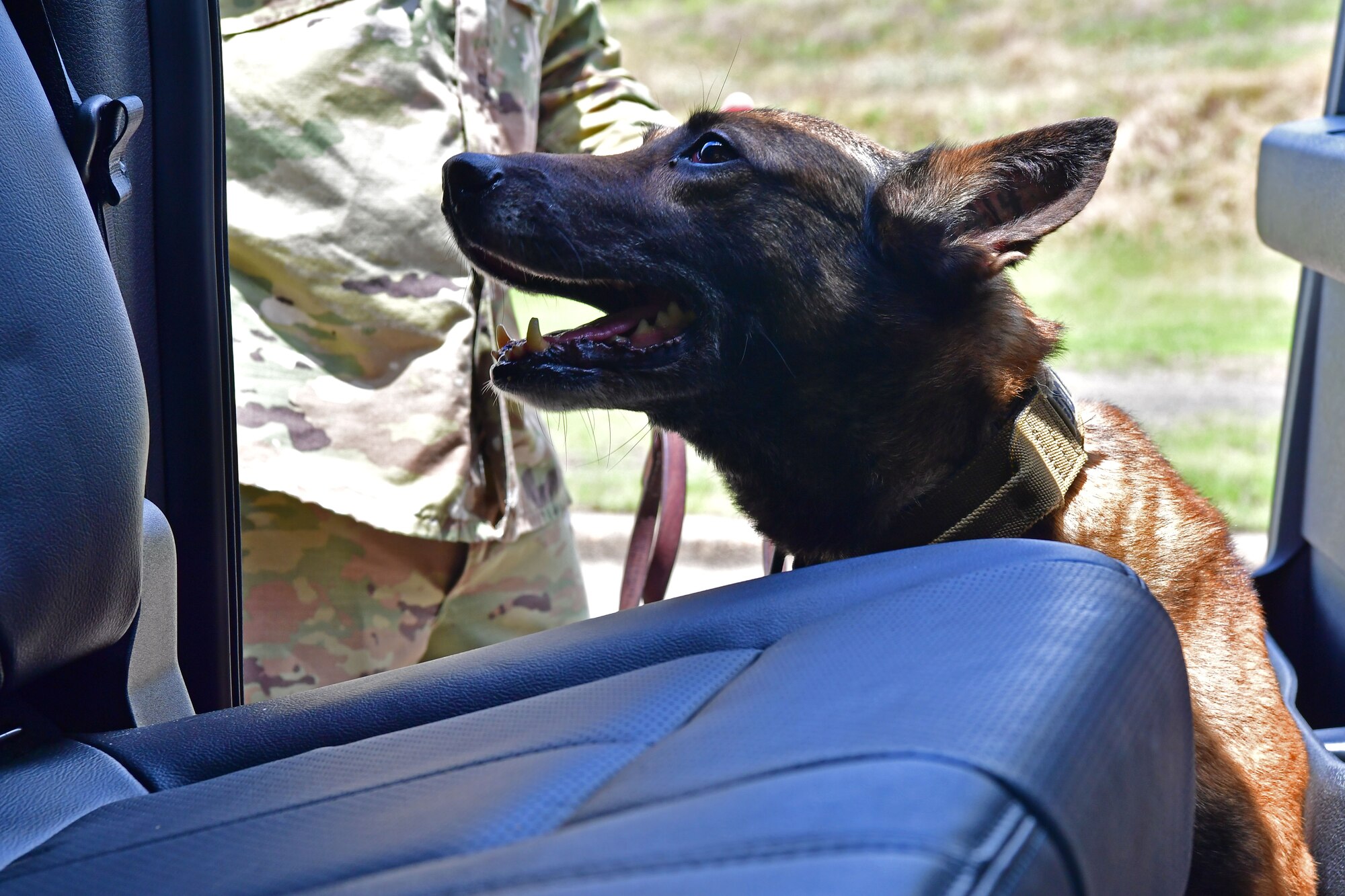 Military Working Dog Alfa, performs a drug sweep as part of her weekly training at Little Rock Air Force Base.