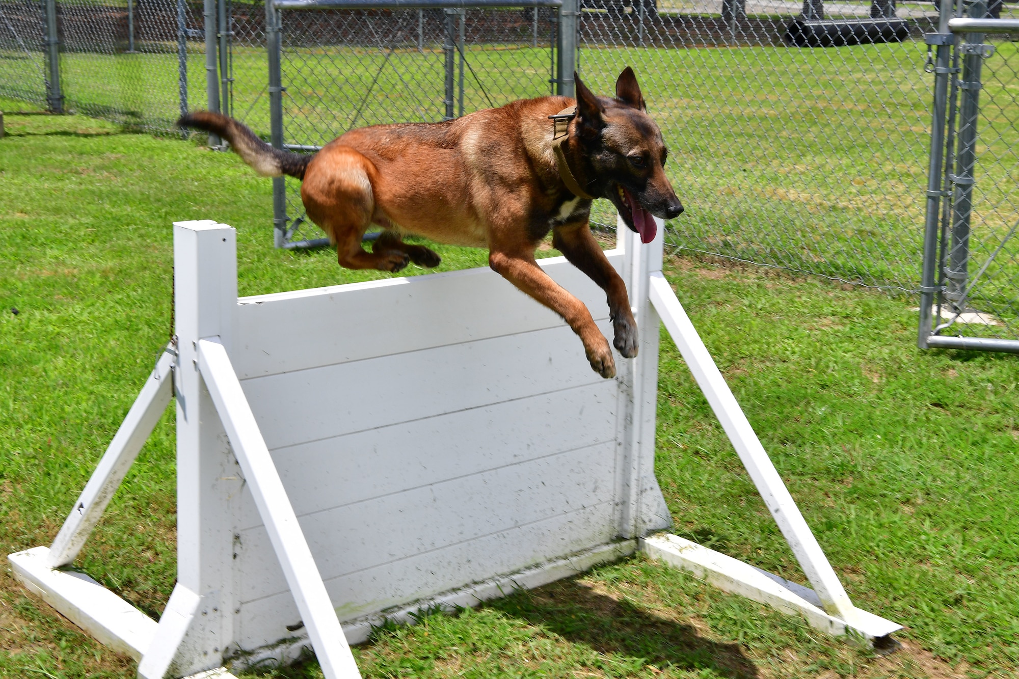 Military Working Dog Alfa, completes the obedience training course at Little Rock Air Force Base.