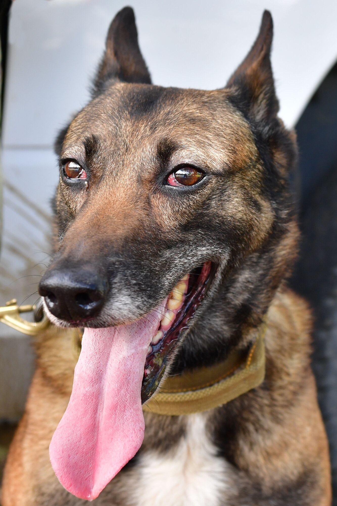 Military Working Dog Alfa is a drug detection dog who has been at Little Rock Air Force Base.