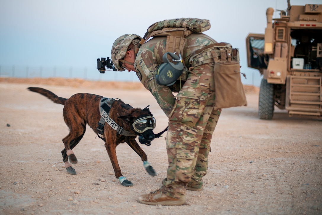 A man in a military uniform plays with a military working dog.