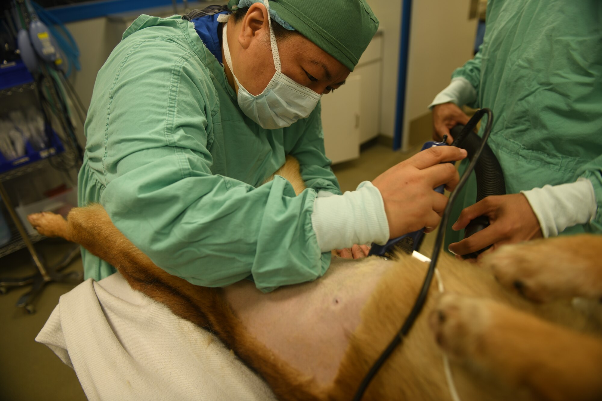 A vet technician shaves fur.
