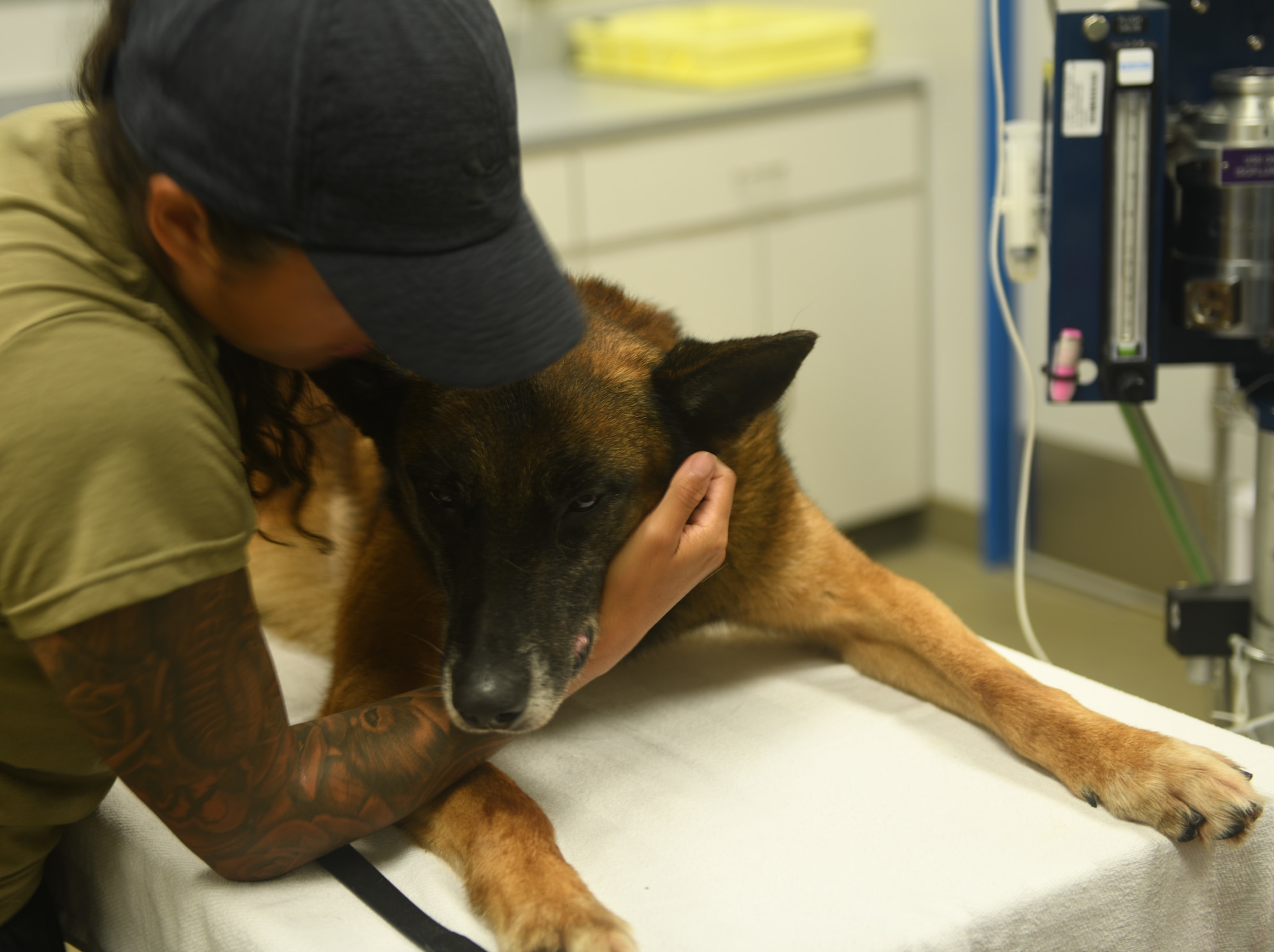 A military working dog.