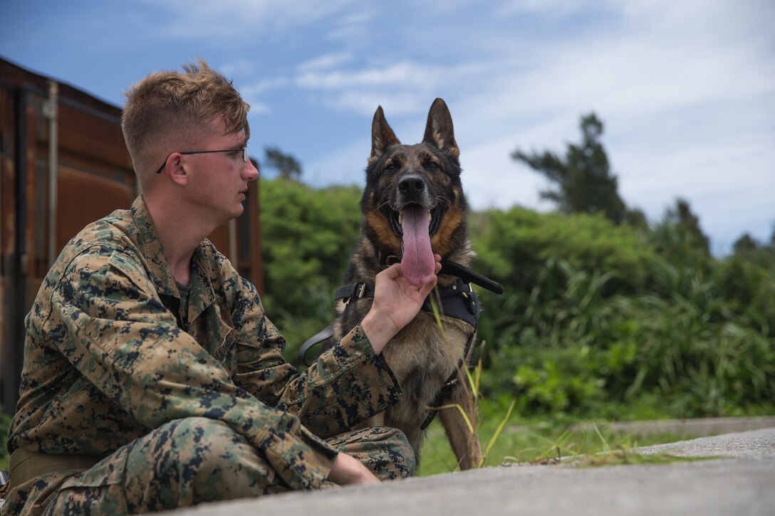 A U.S. Marine and military working dog take a break after patrolling during a training exercise at Kin Blue, Okinawa, Japan, June 11.