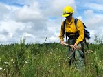 Washington National Guard Pfc. Daria Aleshina digs a fire line during wildfire training on Joint Base Lewis-McChord, Wash., June 13, 2020.