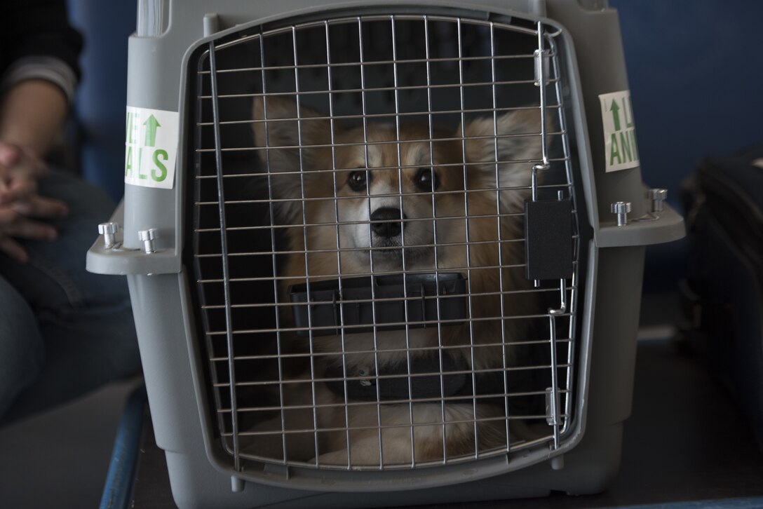 Fritzi, a corgi, sits in a dog crate at the Ramstein Passenger Terminal, Ramstein Air Base, Germany, May 29, 2020. Since Hawaii is a rabies-free state, pet owners must ensure their pet has received at least two rabies shots and the Fluorescent Antibody Virus Neutralization test to ensure they are cleared to arrive on the island. (U.S. Air Force photo by Airman 1st Class Taylor D. Slater)