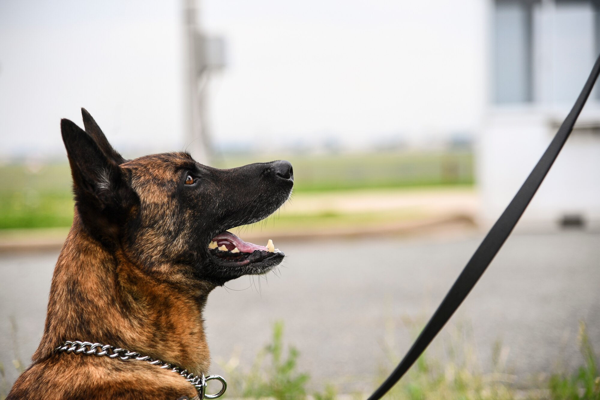 Airmen, canines work paw-in-hand