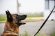 Airmen, canines work paw-in-hand