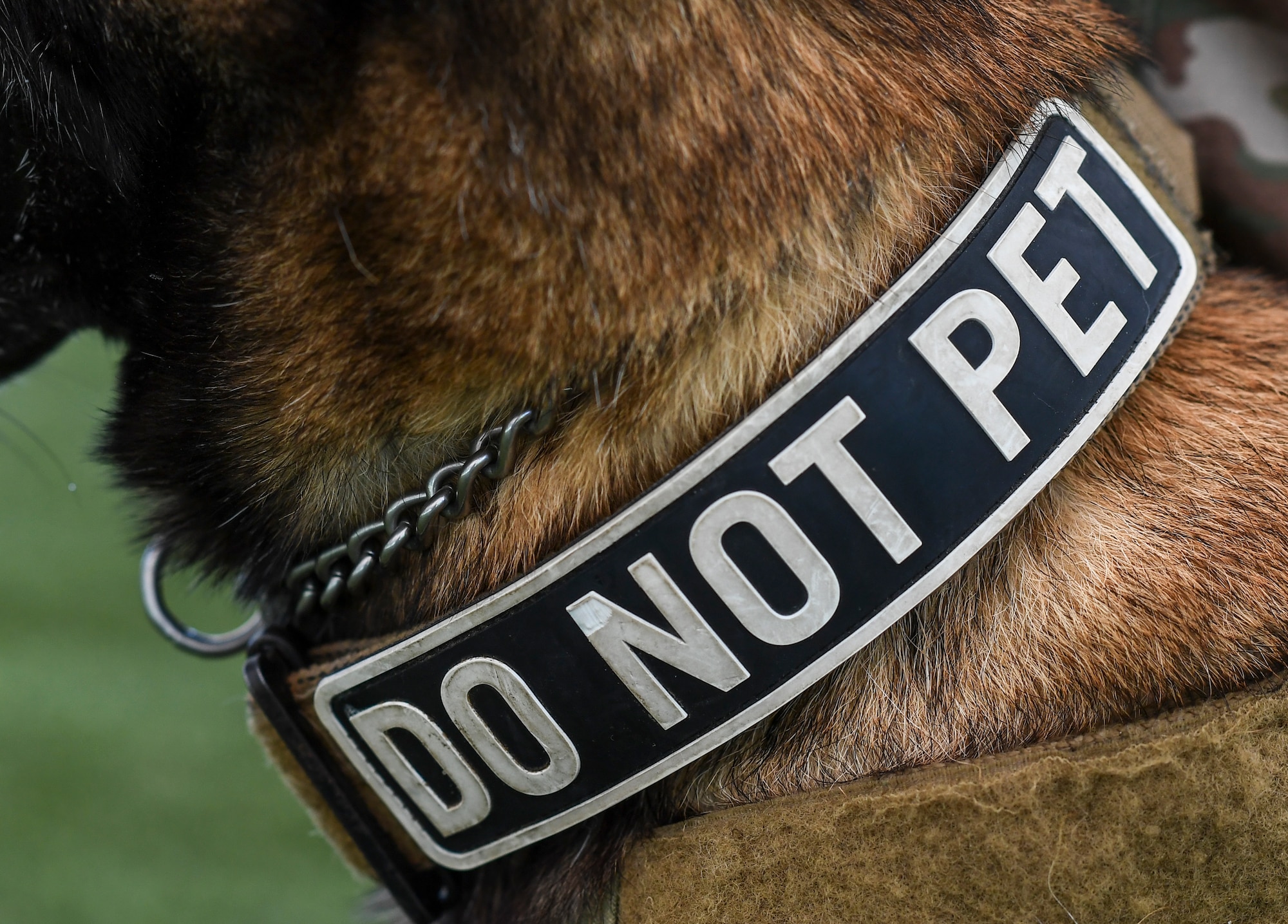 Airmen, canines work paw-in-hand