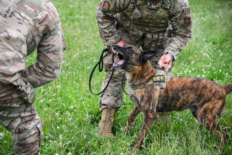 Airmen, canines work paw-in-hand