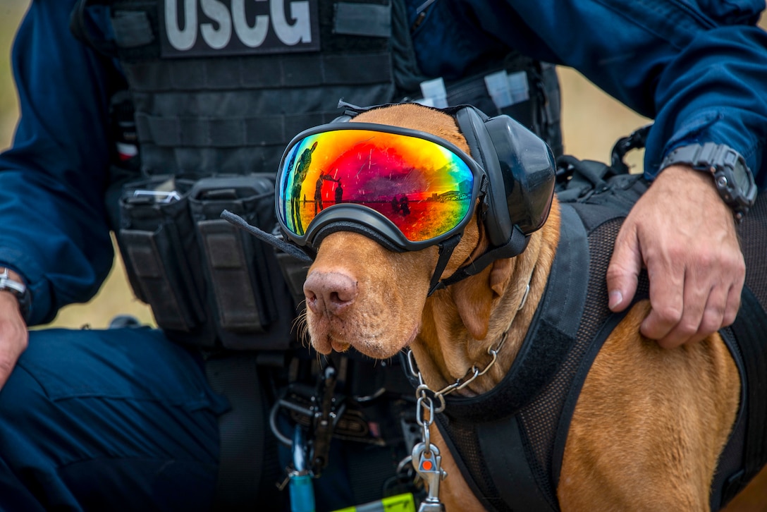 A Coast Guardsman scratches the flank of a dog wearing mirrored goggles, earphones and a vest.