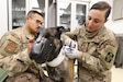 U.S. Air Force Military Working Dog Cvoky was recently transported to Kuwait to receive treatment for a heat injury on June 9, 2020. Cvoky has made a full recovery and is waiting to return to the United States. (Courtesy photo)
