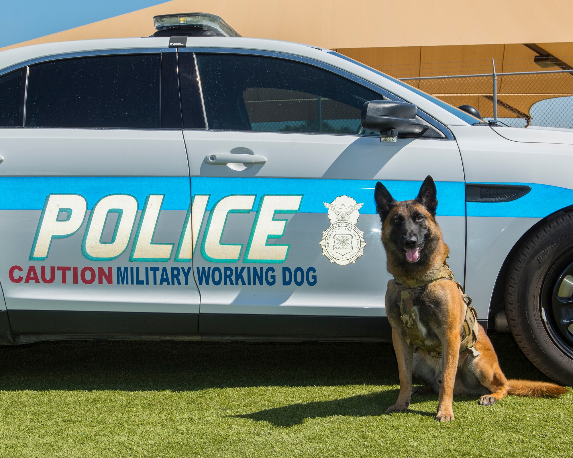 Military working dog Max, assigned to the 56th Security Forces Squadron, poses for a portrait June 17, 2020, at Luke Air Force Base, Ariz.