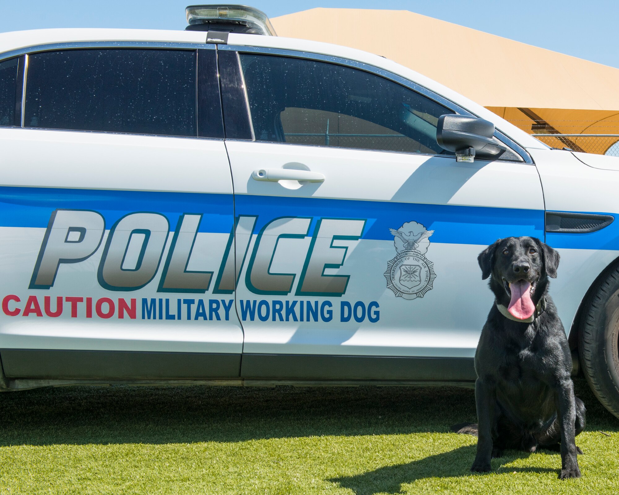 Military working dog Pow, assigned to the 56th Security Forces Squadron, poses for a portrait June 17, 2020, at Luke Air Force Base, Ariz.