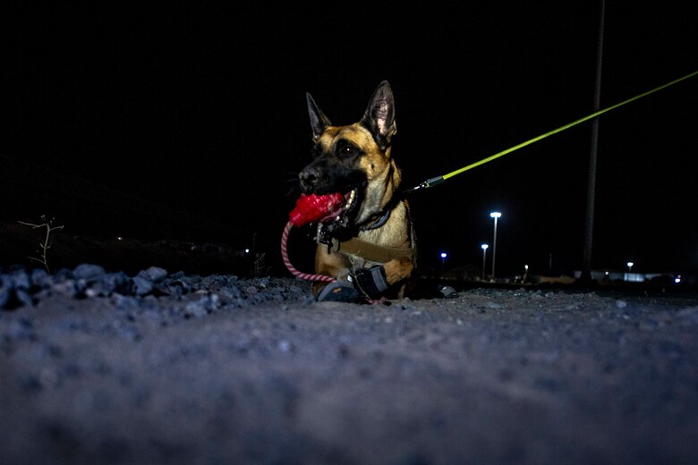 dogs plays with toy between training