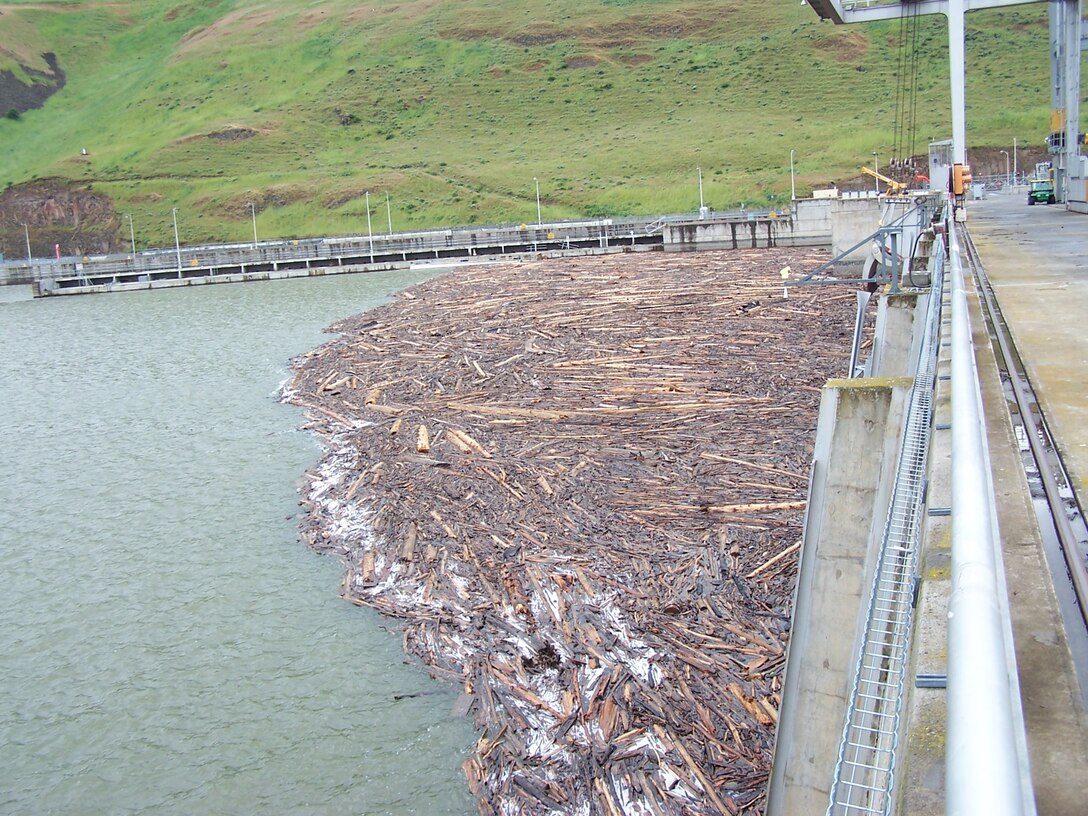 Debris built up in the forebay of Little Goose Lock and Dam, 2017.