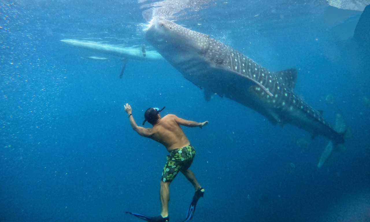 A man under water looks up at a whale shark swimming above him.