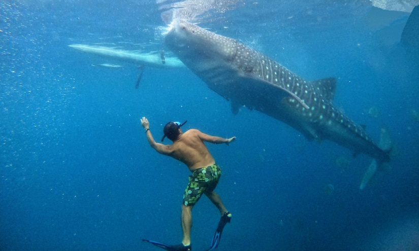 A man under water looks up at a whale shark swimming above him.