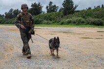 Lance Cpl. Carl Vanpetten, a military working dog handler with 3rd Law Enforcement Battalion (LEB), and Corado, a military working dog, patrol during a training exercise at Kin Blue, Okinawa, Japan, June 11, 2020. Corado is a patrol explosion detection dog (PEDD). PEDDs are used for their scouting abilities to sniff out explosives during patrols.